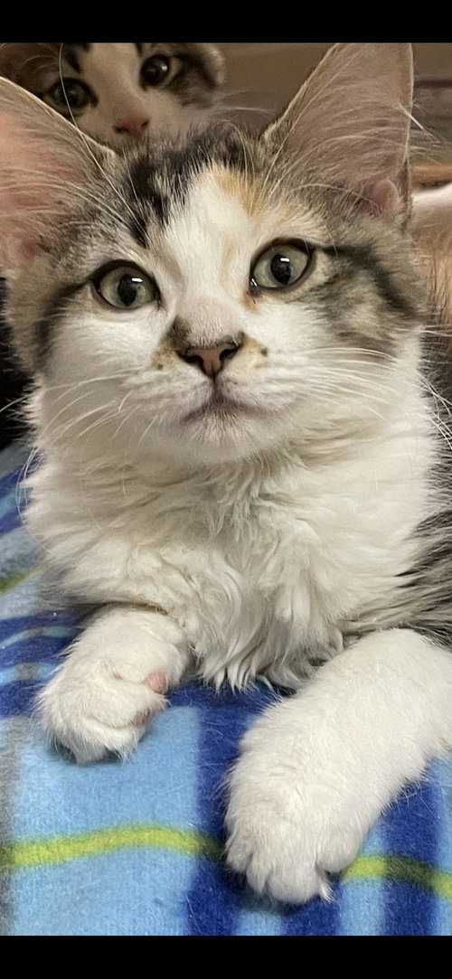 Bella
