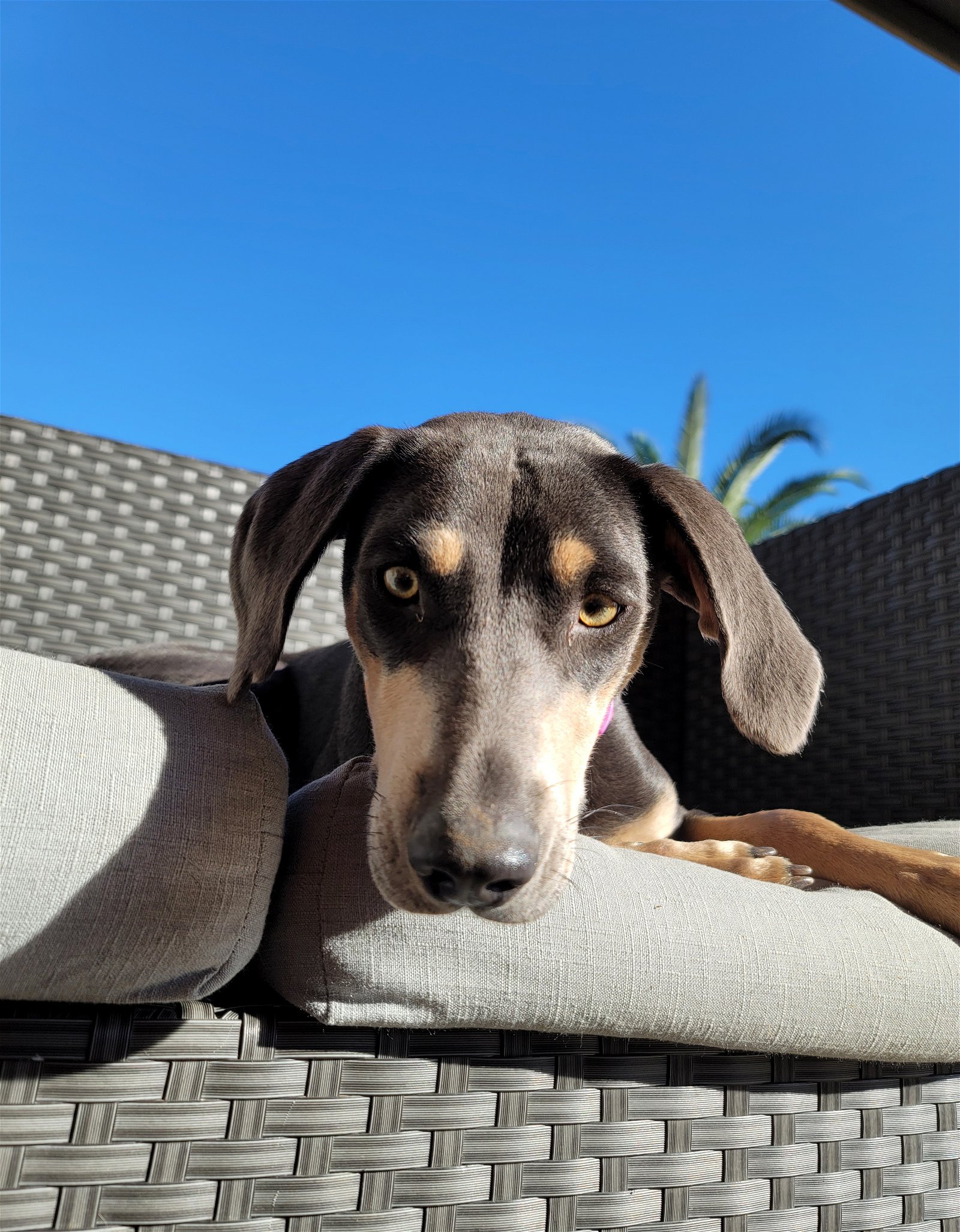 adoptable Dog in Scottsdale, AZ named Maeve