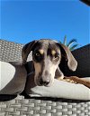 adoptable Dog in scottsdale, az, AZ named Maeve