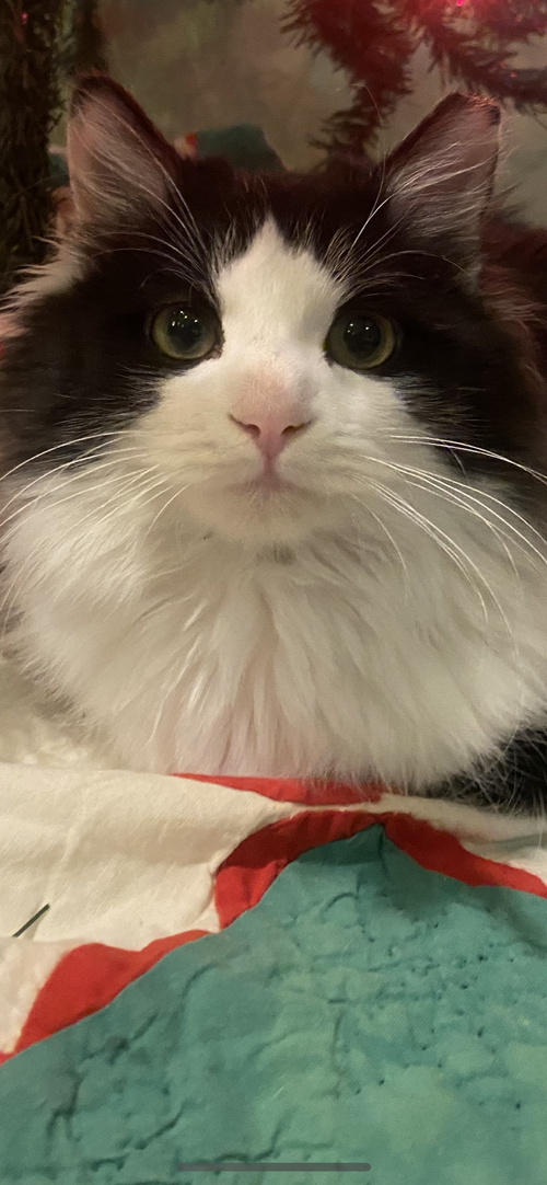 Dasher