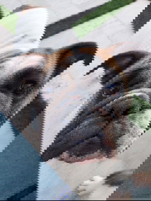 Ida