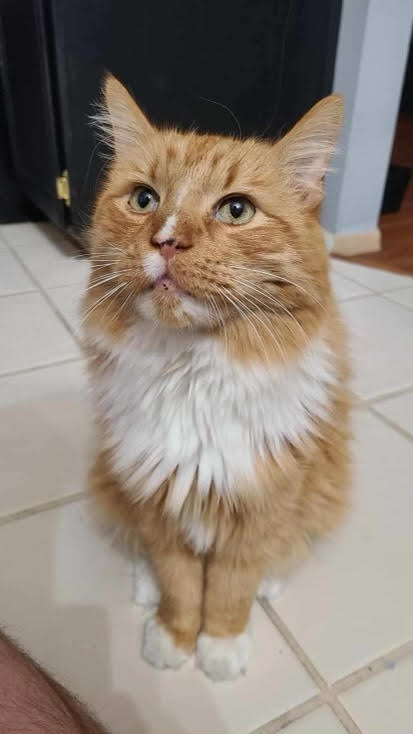 Biscuit