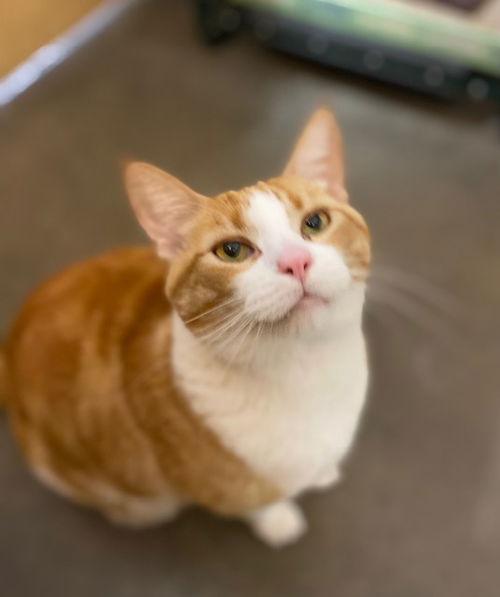 Linus