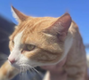 Linus