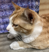 Linus