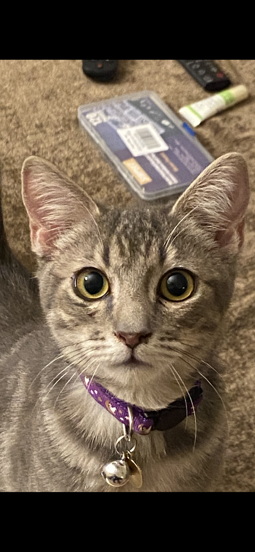 Sprout