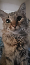 Bobbi