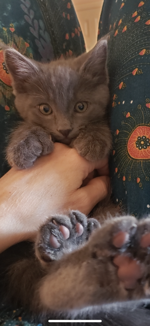 Smokey