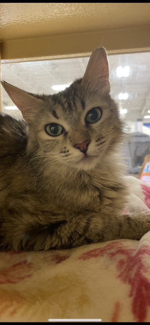 Lulu