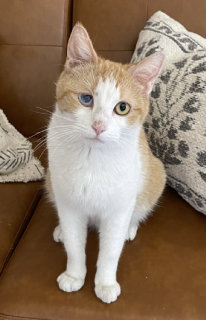 Rosie