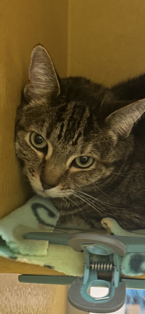 Ellie, an adoptable Domestic Medium Hair in Scottsdale , AZ