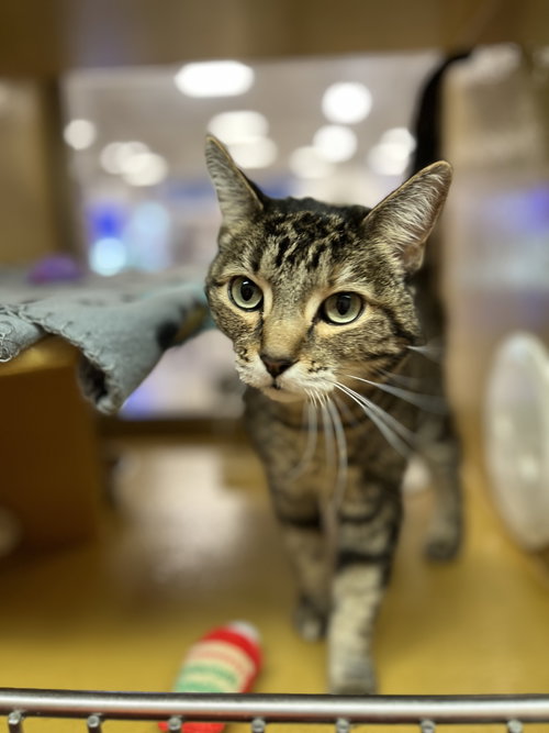 Ellie, an adoptable Domestic Medium Hair in Scottsdale , AZ