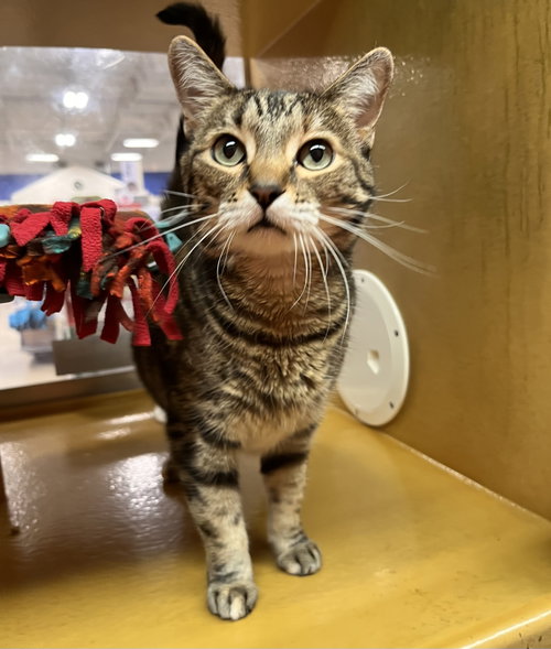 Ellie, Domestic Medium Hair (medium coat), cat for adoption in Casa Grande, Arizona