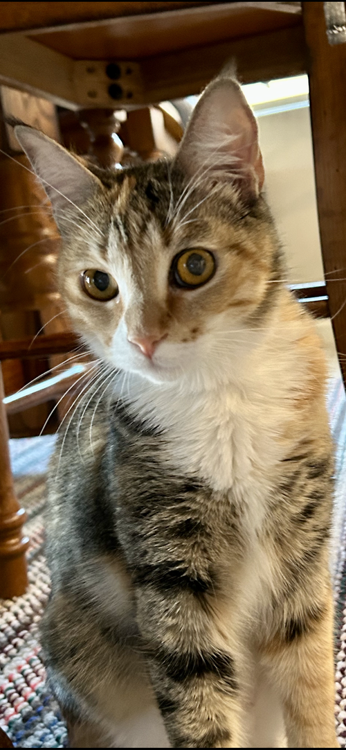Pixie