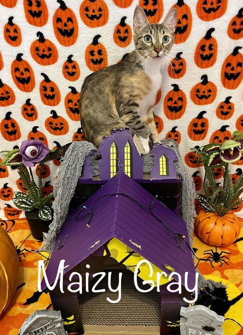 Maizy Gray