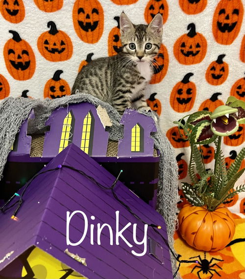 Dinky