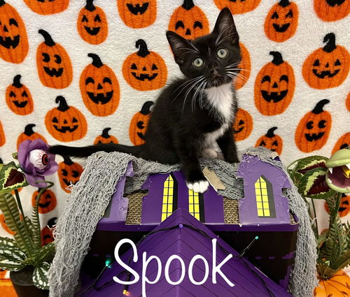 Spook