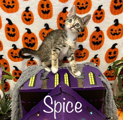 Spice