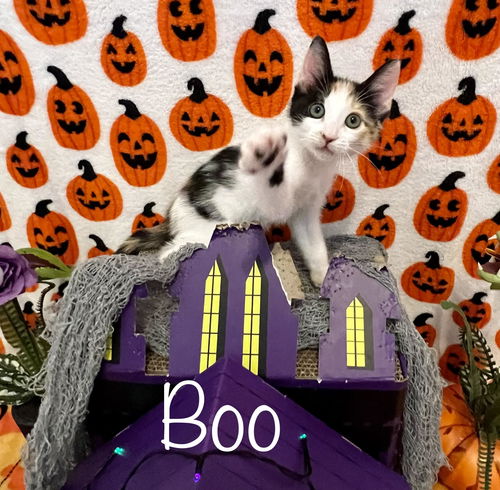 Boo