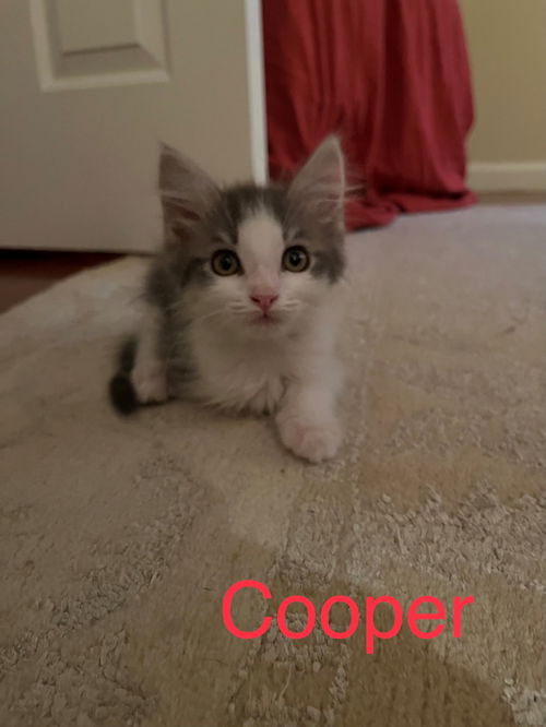Cooper