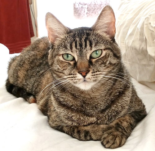 picture of the cat needing adoption