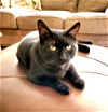 adoptable Cat in scottsdale, az, AZ named Millhouse