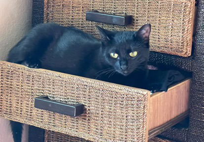 adoptable Cat in Scottsdale, AZ named Bean