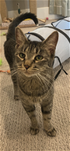 adoptable Cat in scottsdale, az, AZ named Lucy