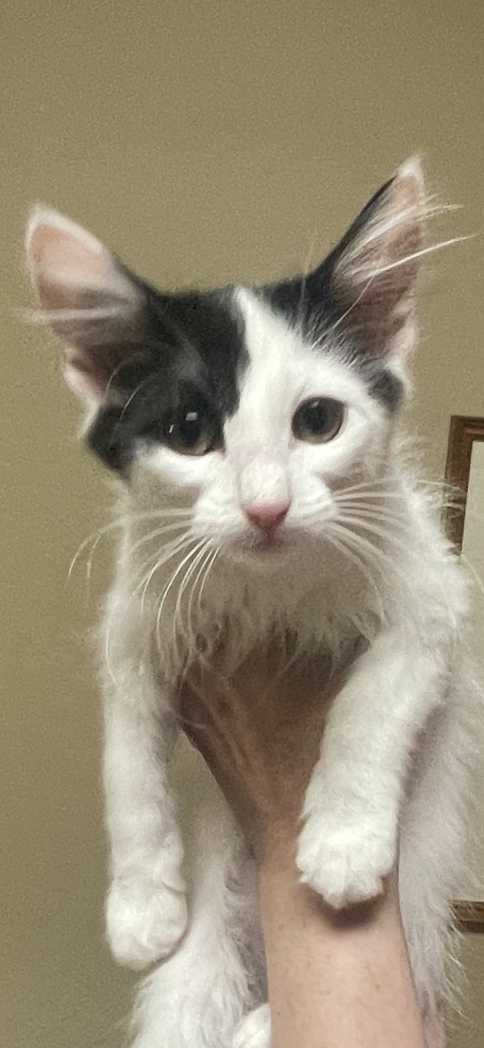 adoptable Cat in Scottsdale, AZ named Momenturm