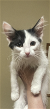adoptable Cat in scottsdale, az, AZ named Momenturm