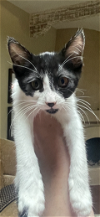 adoptable Cat in scottsdale, AZ named Velocity