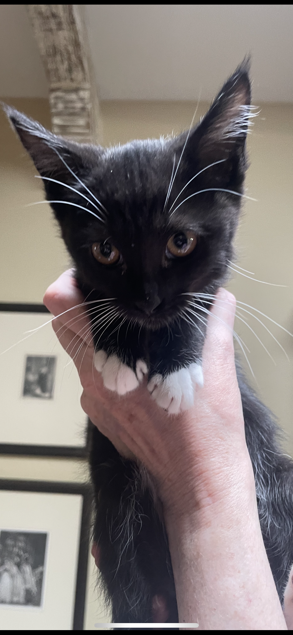 adoptable Cat in Scottsdale, AZ named Friction
