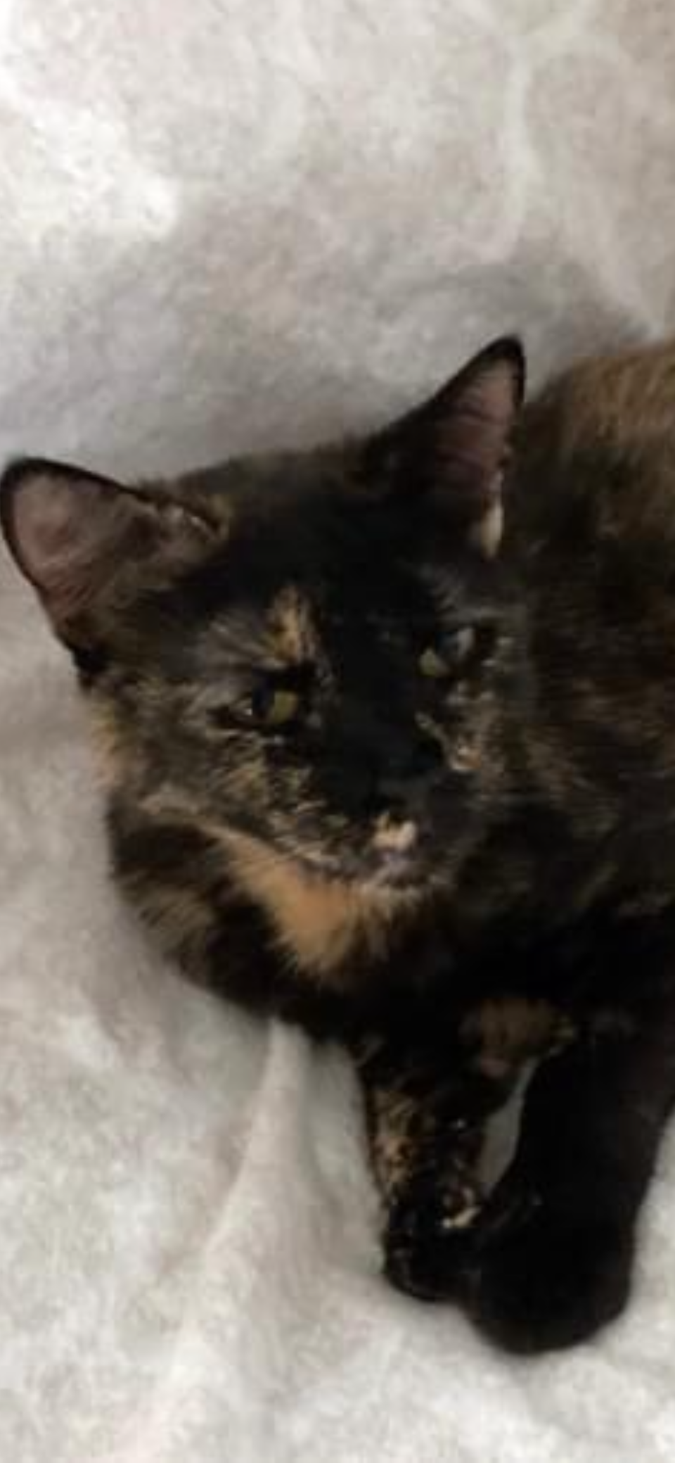 adoptable Cat in Scottsdale, AZ named Hershey