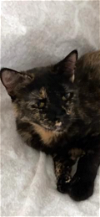 adoptable Cat in , AZ named Hershey