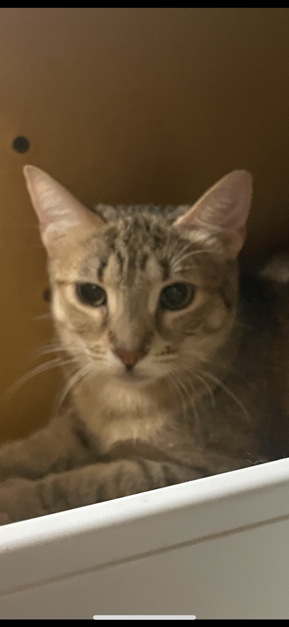 adoptable Cat in Scottsdale, AZ named Nala