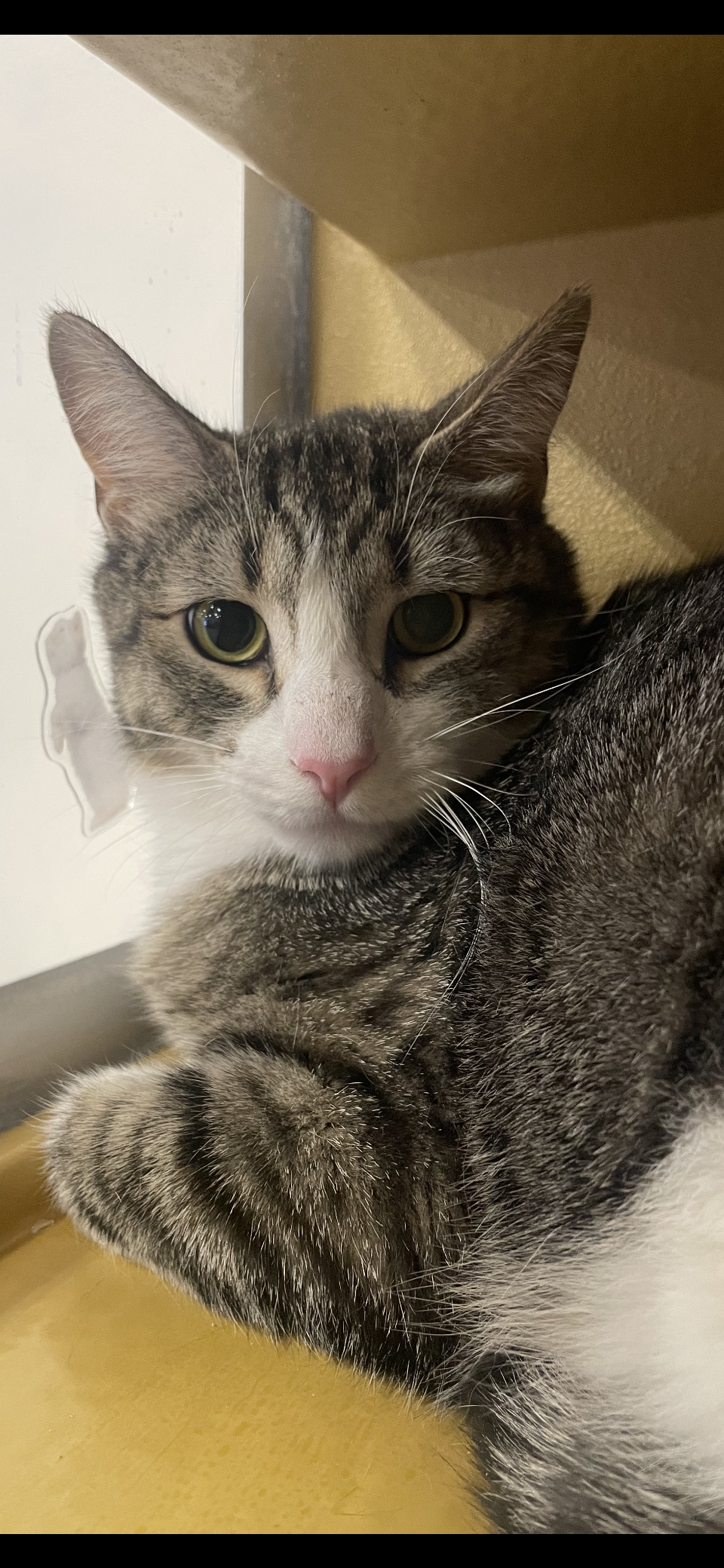 adoptable Cat in Scottsdale, AZ named Hank