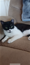 adoptable Cat in scottsdale, AZ named Tommy Lee