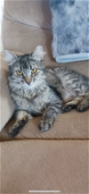 adoptable Cat in scottsdale, AZ named Brandy Lee