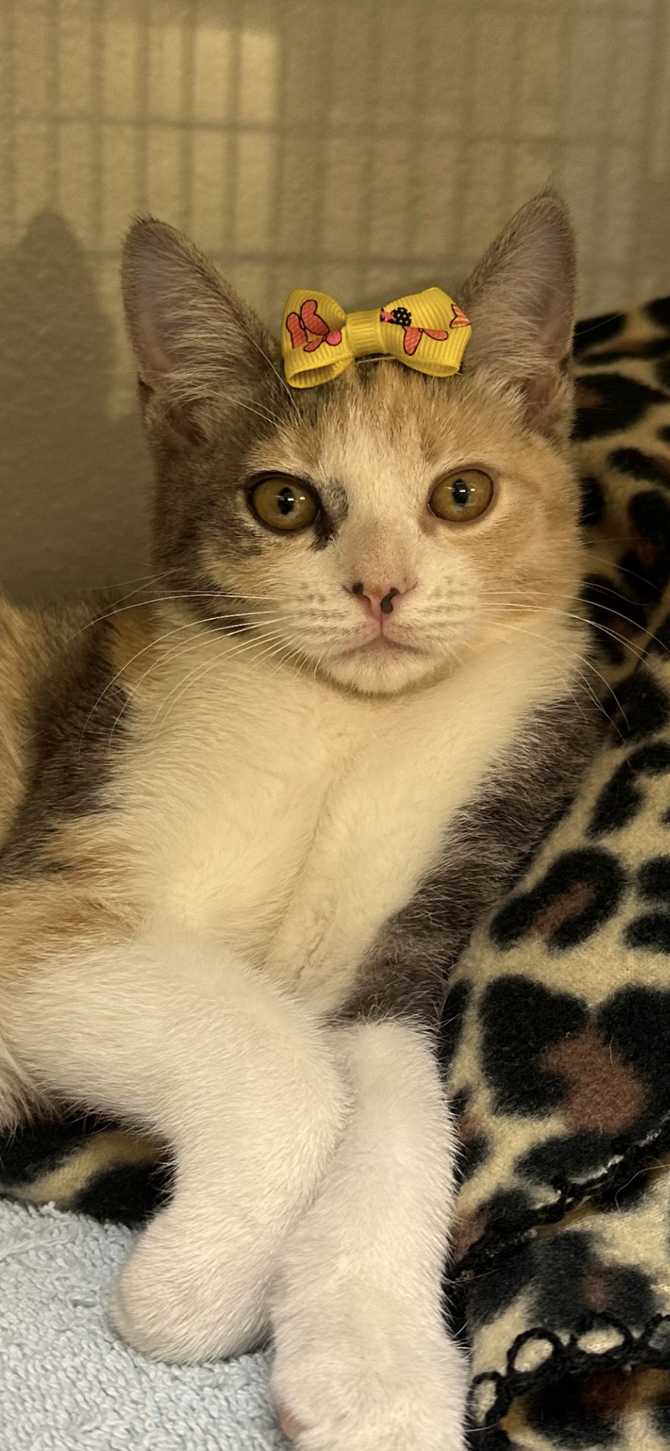 adoptable Cat in Scottsdale, AZ named Katie