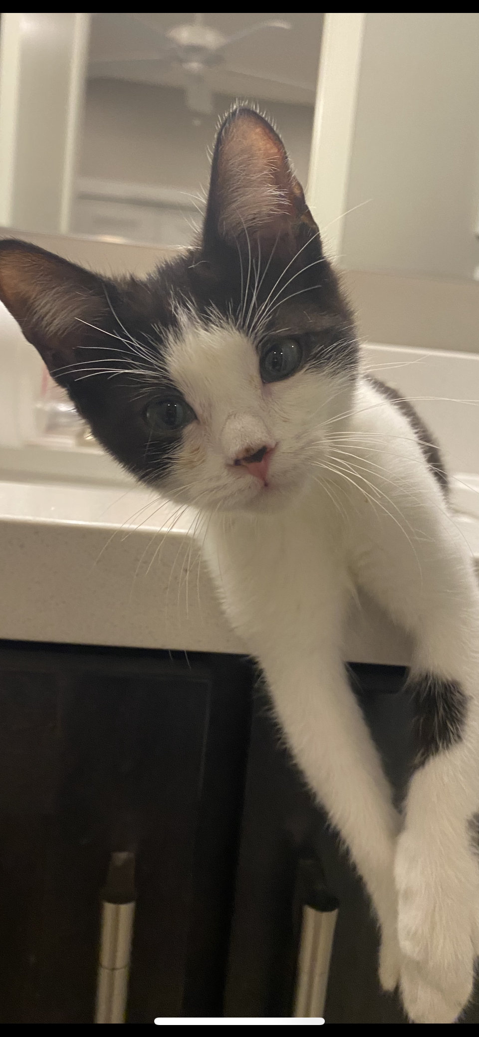 adoptable Cat in Scottsdale, AZ named Sienna