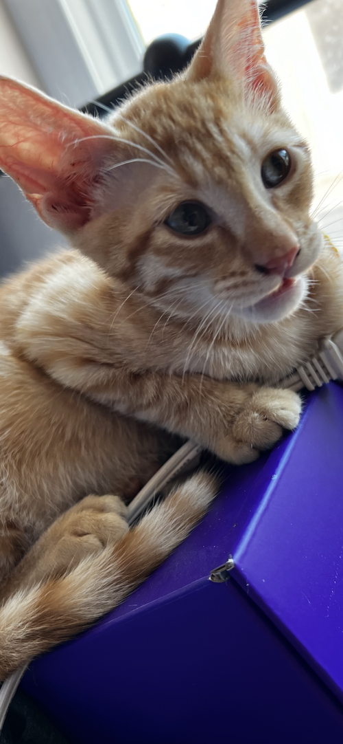 Tigger