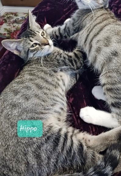 adoptable Cat in Apache Junction, AZ named Hippo