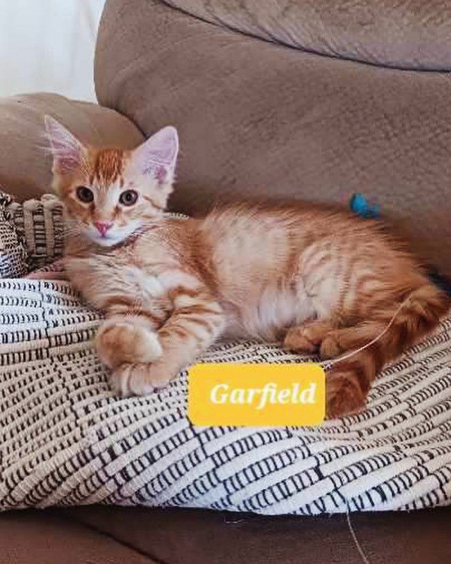 adoptable Cat in Apache Junction, AZ named Garfield