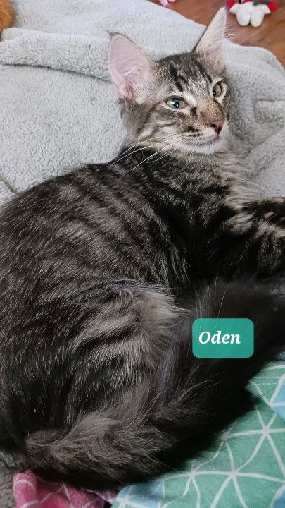 adoptable Cat in Apache Junction, AZ named Oden