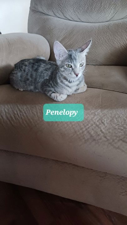 adoptable Cat in Apache Junction, AZ named Penelopy