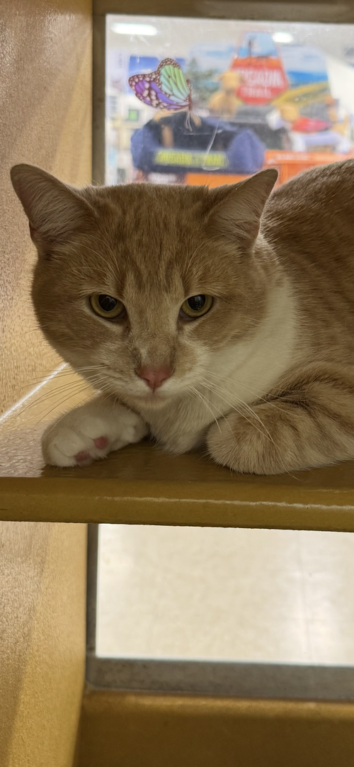 picture of the cat needing adoption
