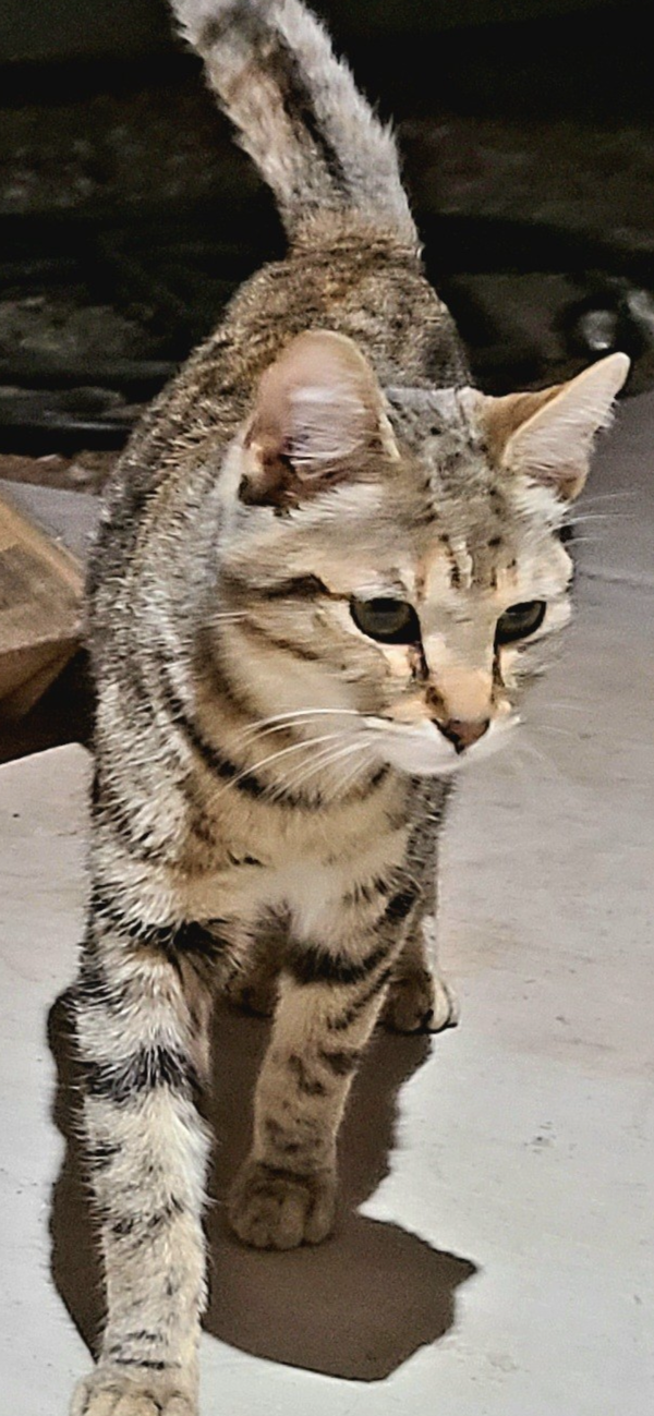 Bella
