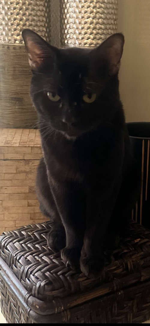 Ebony