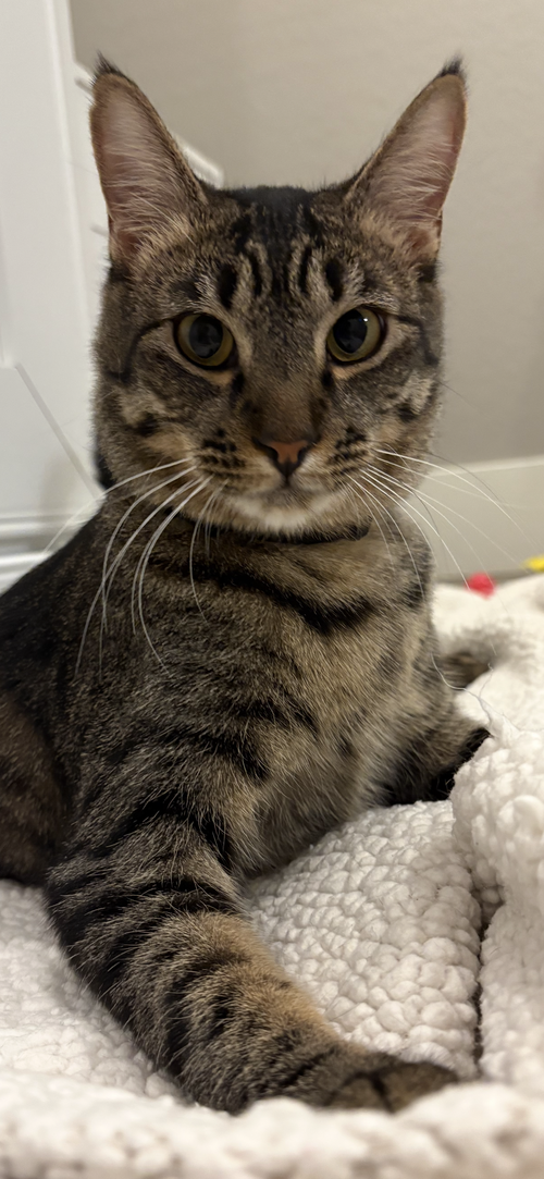 picture of the cat needing adoption