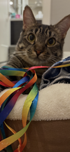 Tito - Photo 3